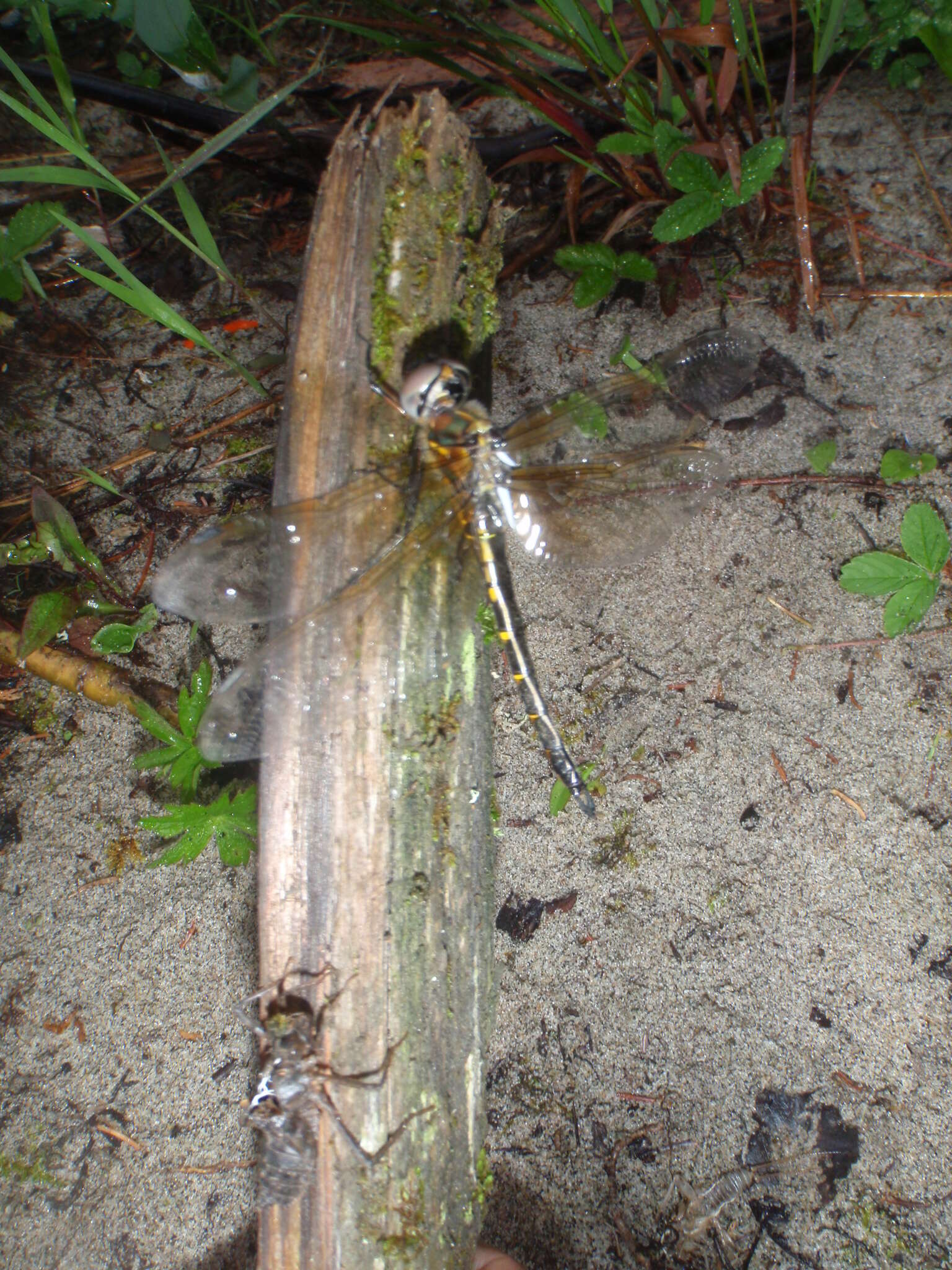 Image of Williamson's Emerald