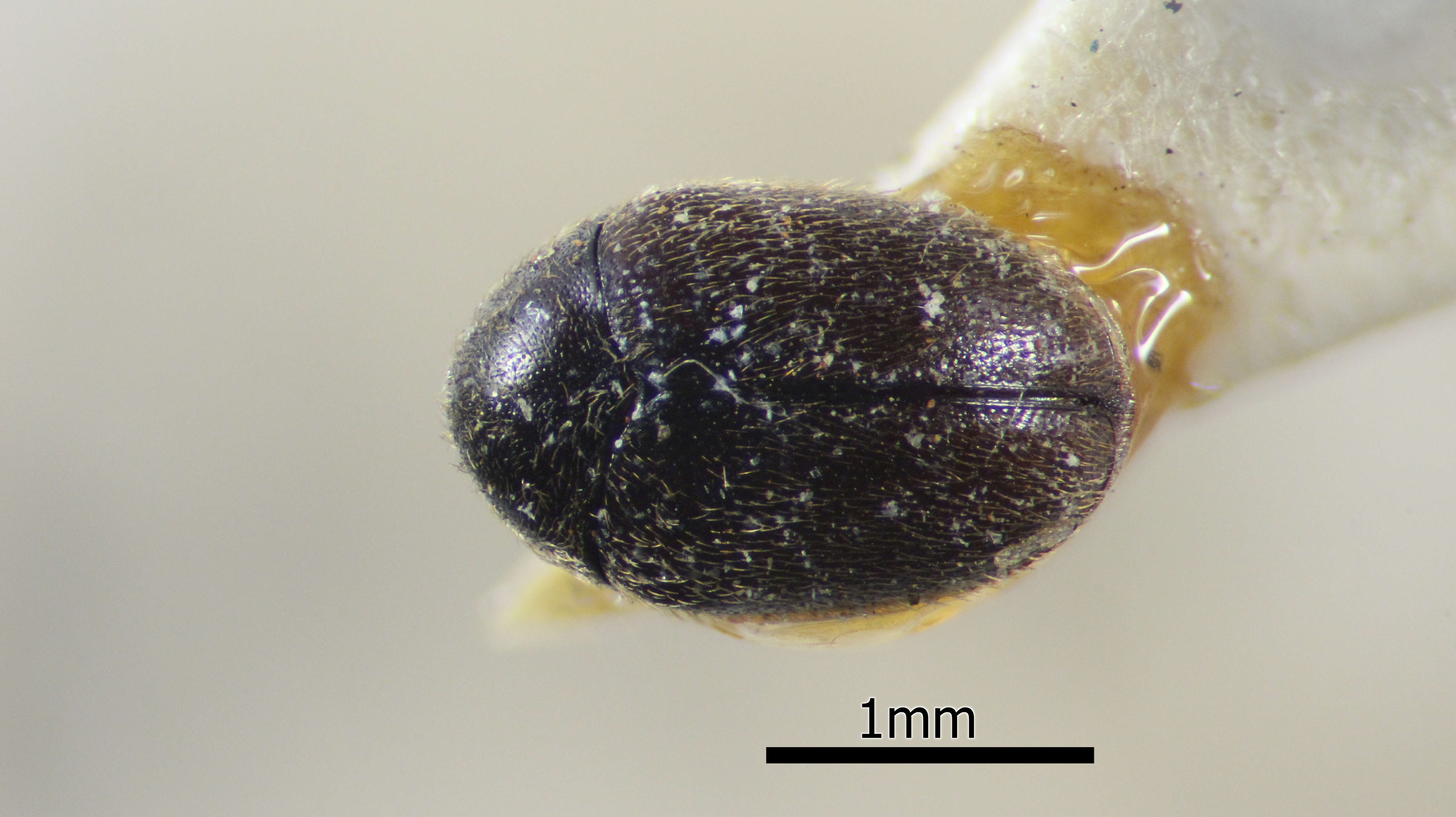 Orphinus minor resmi