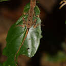 Image of Coryphophylax brevicaudus Harikrishnan, Vasudevan, Chandramouli, Choudhury, Dutta & Das 2012