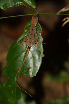 Coryphophylax brevicaudus Harikrishnan, Vasudevan, Chandramouli, Choudhury, Dutta & Das 2012 resmi