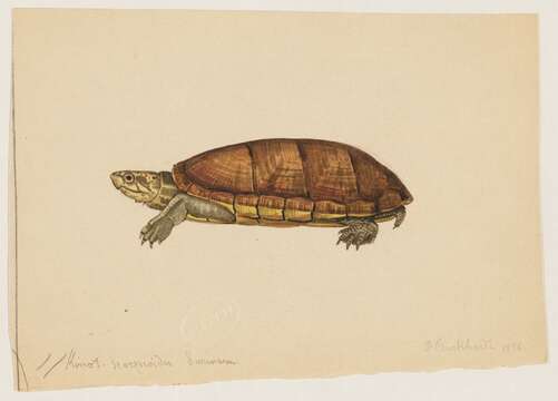 Image of mud turtle