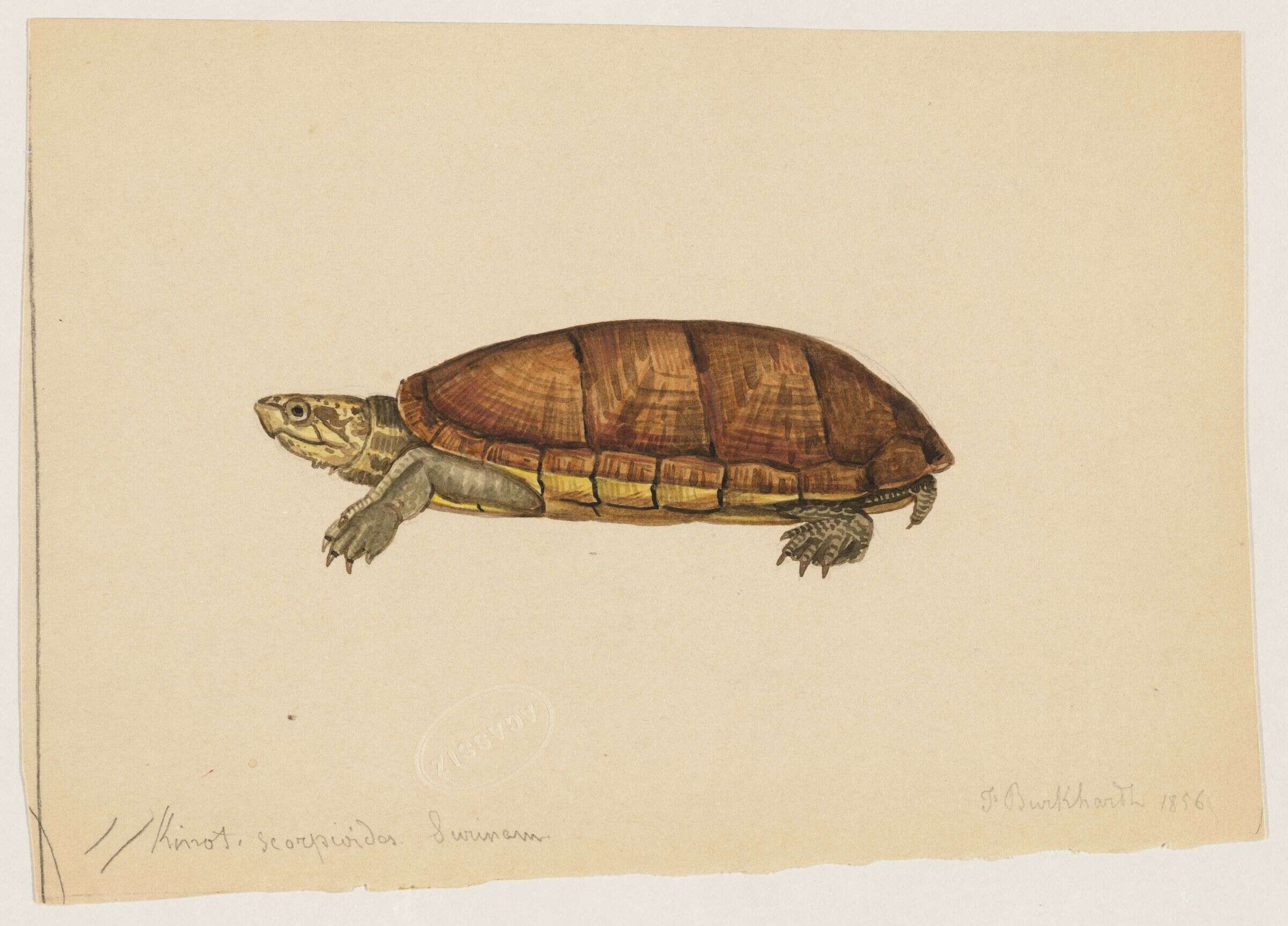 Image of mud turtle