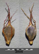 Image of Flat-sedge