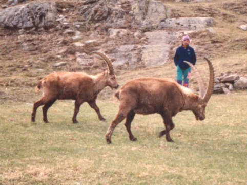 Plancia ëd Capra ibex Linnaeus 1758