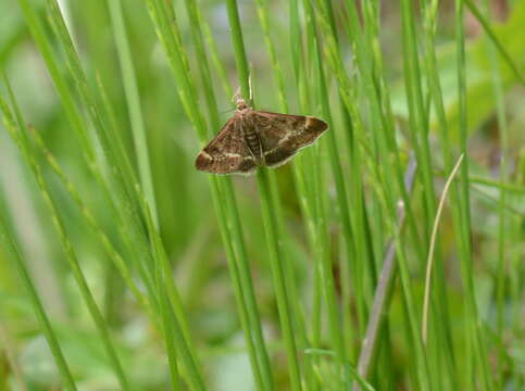 Image of Pyrausta nicalis Grote 1878