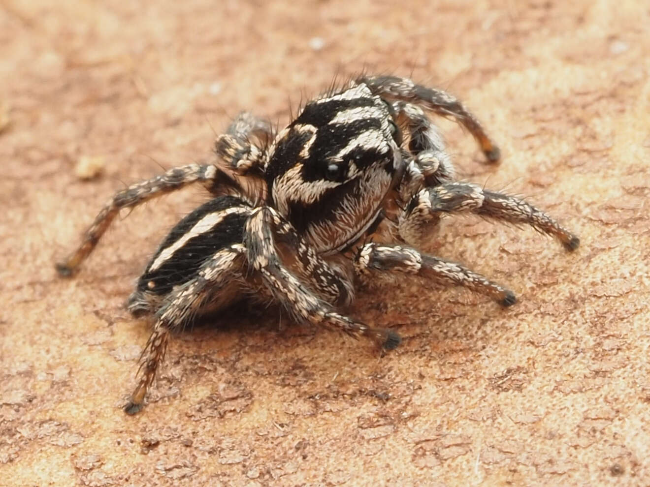 صورة Habronattus trimaculatus Bryant 1945