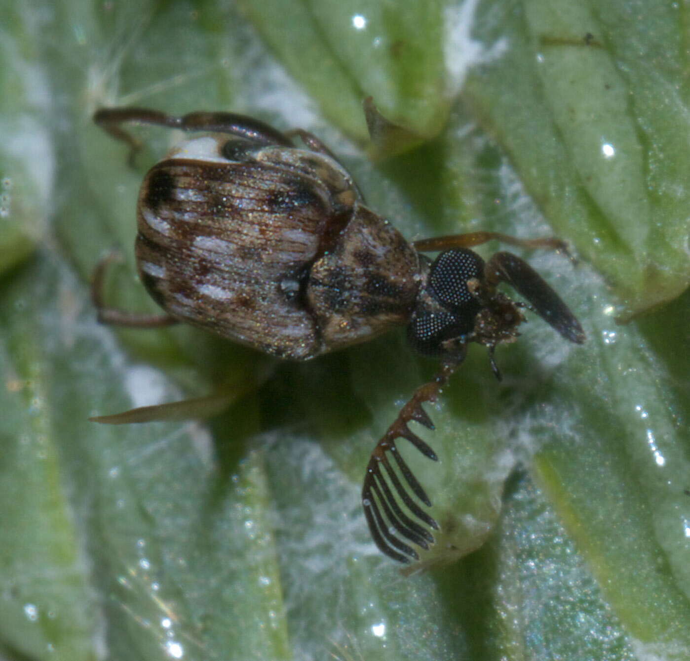 Megacerus cubiculus (Casey 1884) resmi