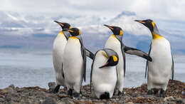 Image of King Penguin