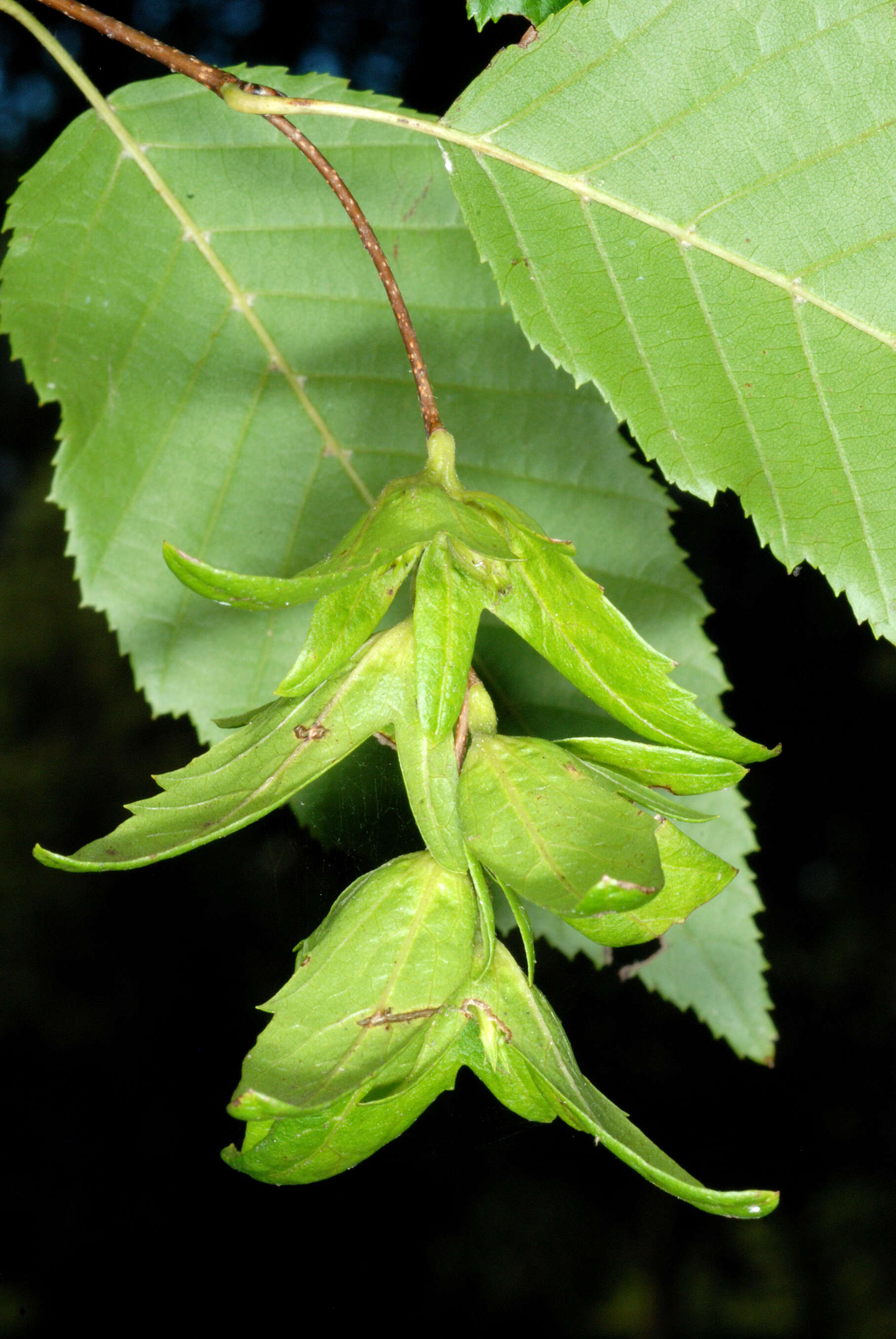 Image of American hornbeam