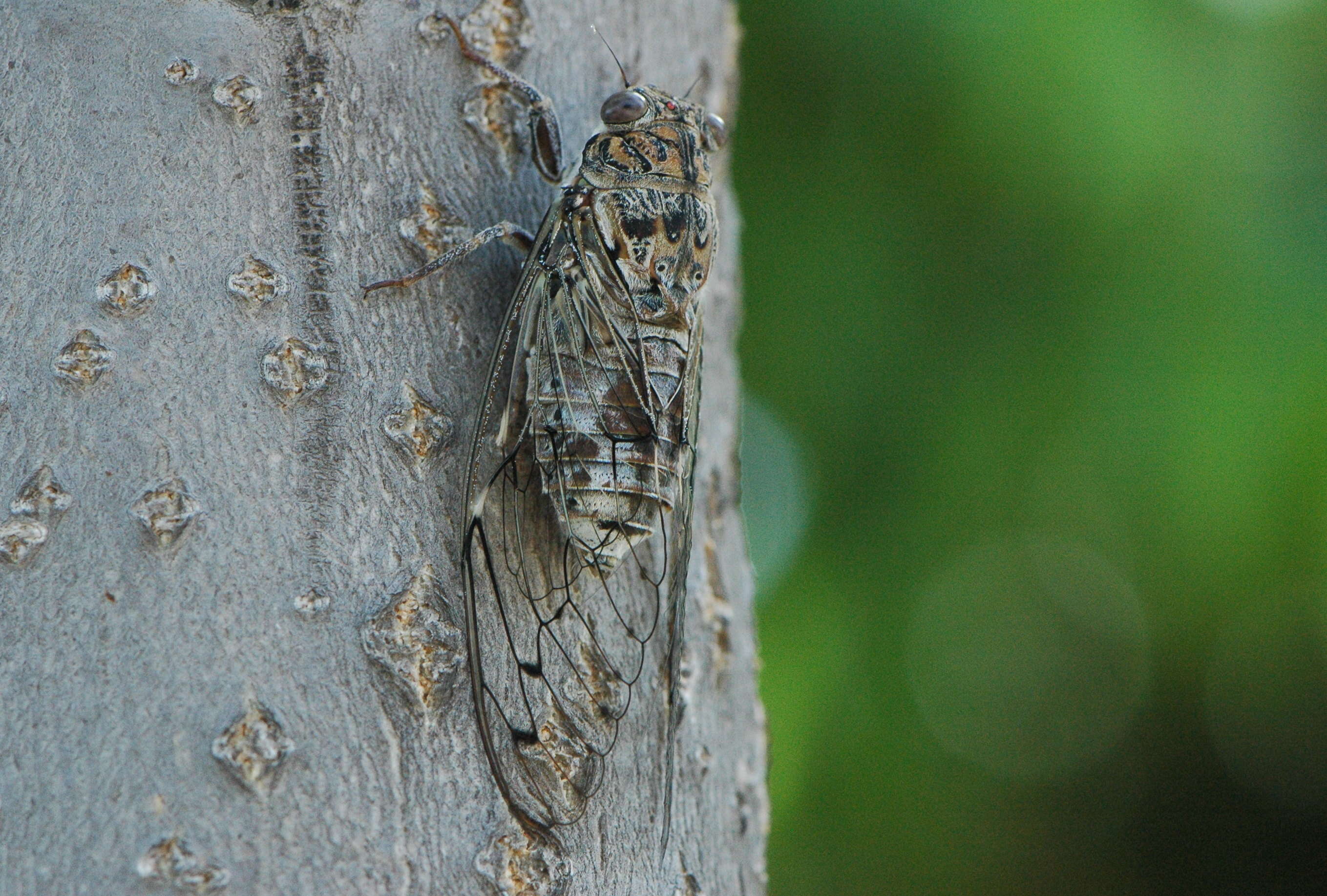 Sivun Cicada barbara (Stal 1866) kuva