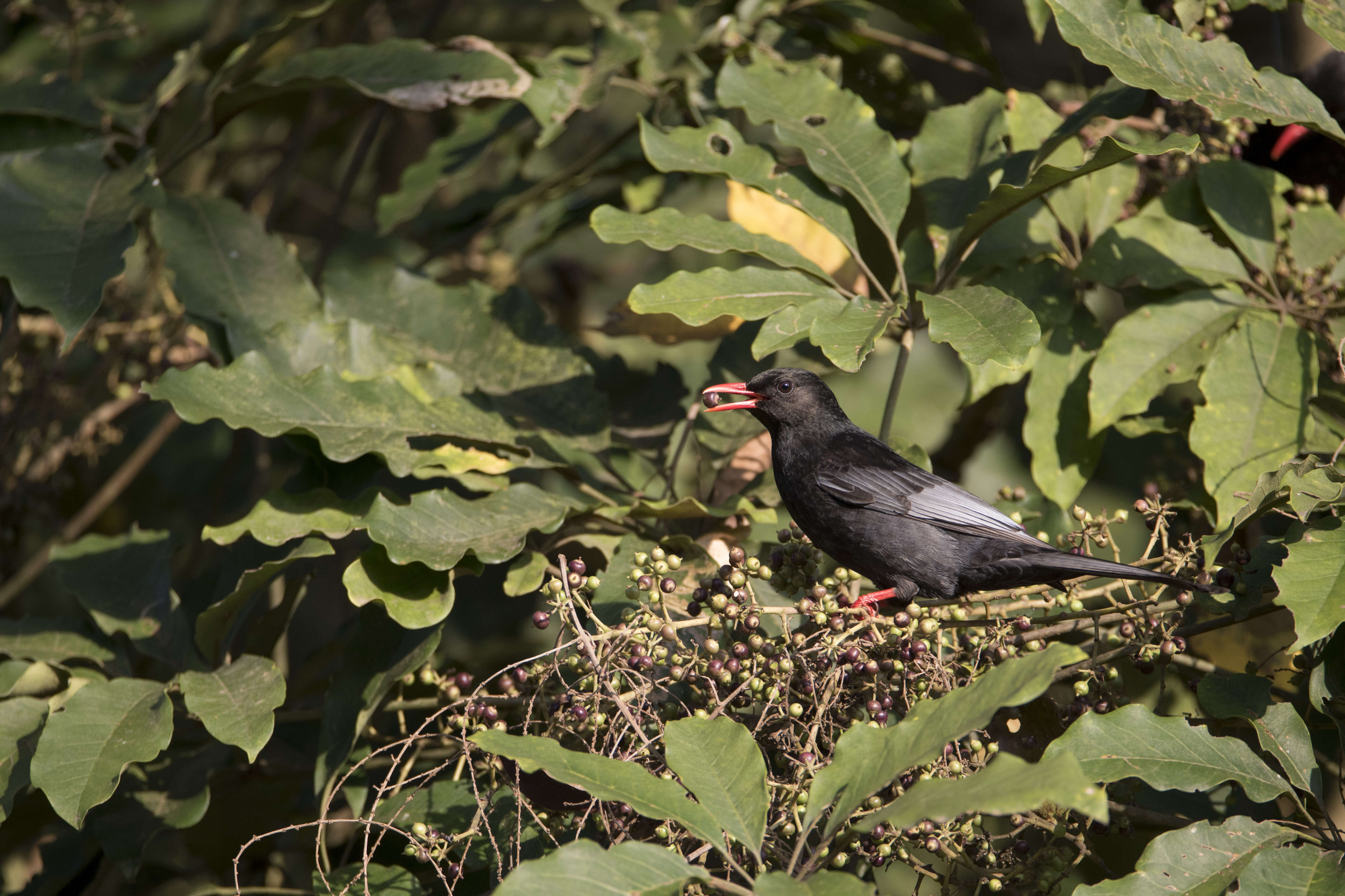 Image of Asian Black Bulbul