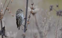 Image of Pine Siskin