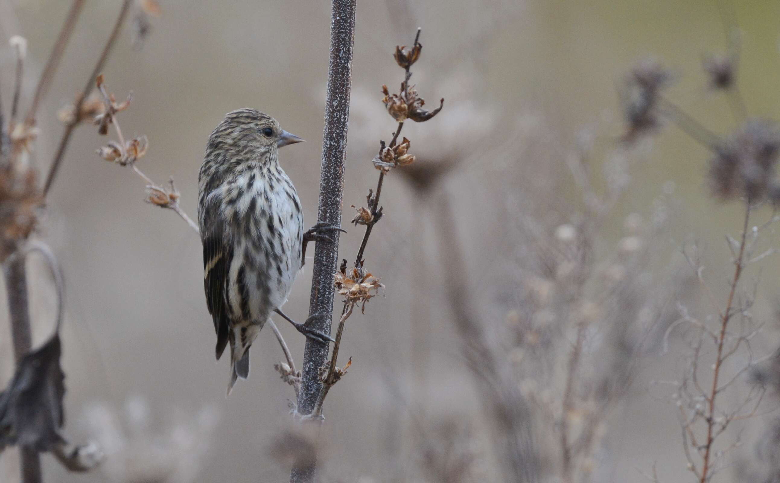 Image of Pine Siskin