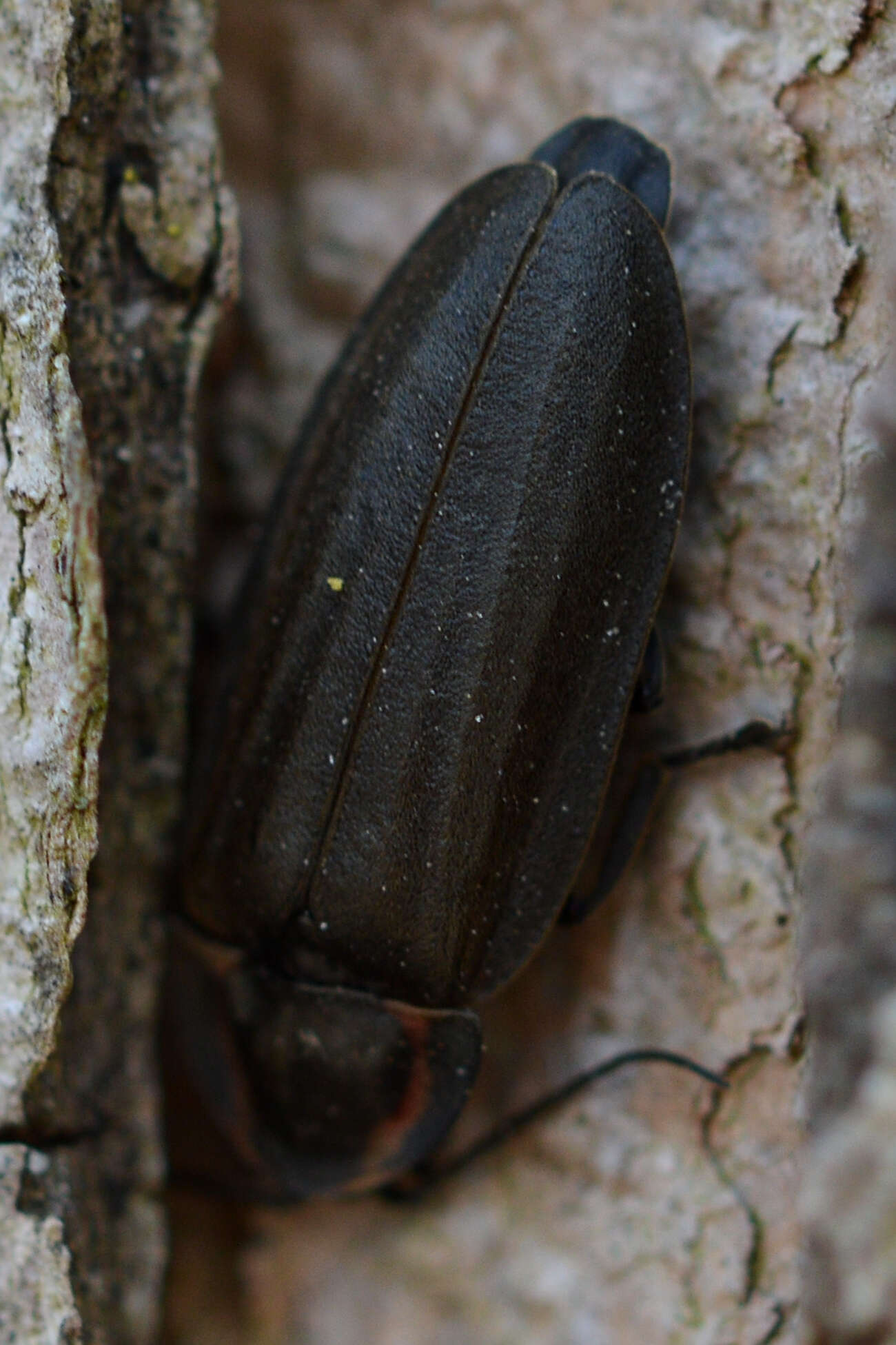 Image of Diurnal Fireflies