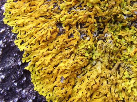 Image of Xanthoria aureola (Ach.) Erichsen