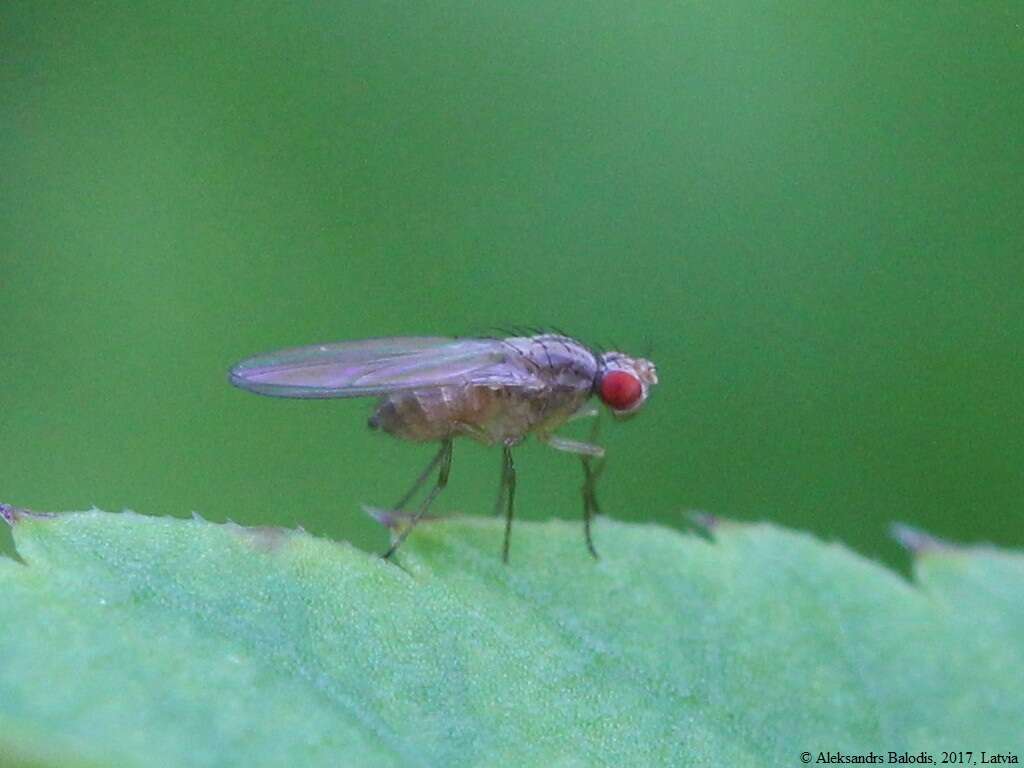 Image of Pomace fly