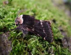 Image de Poecilocampa