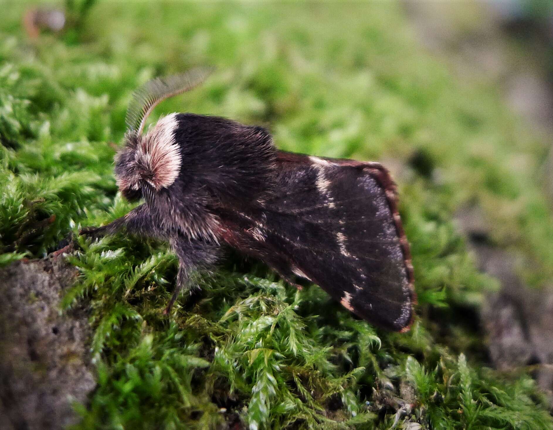 Image de Poecilocampa