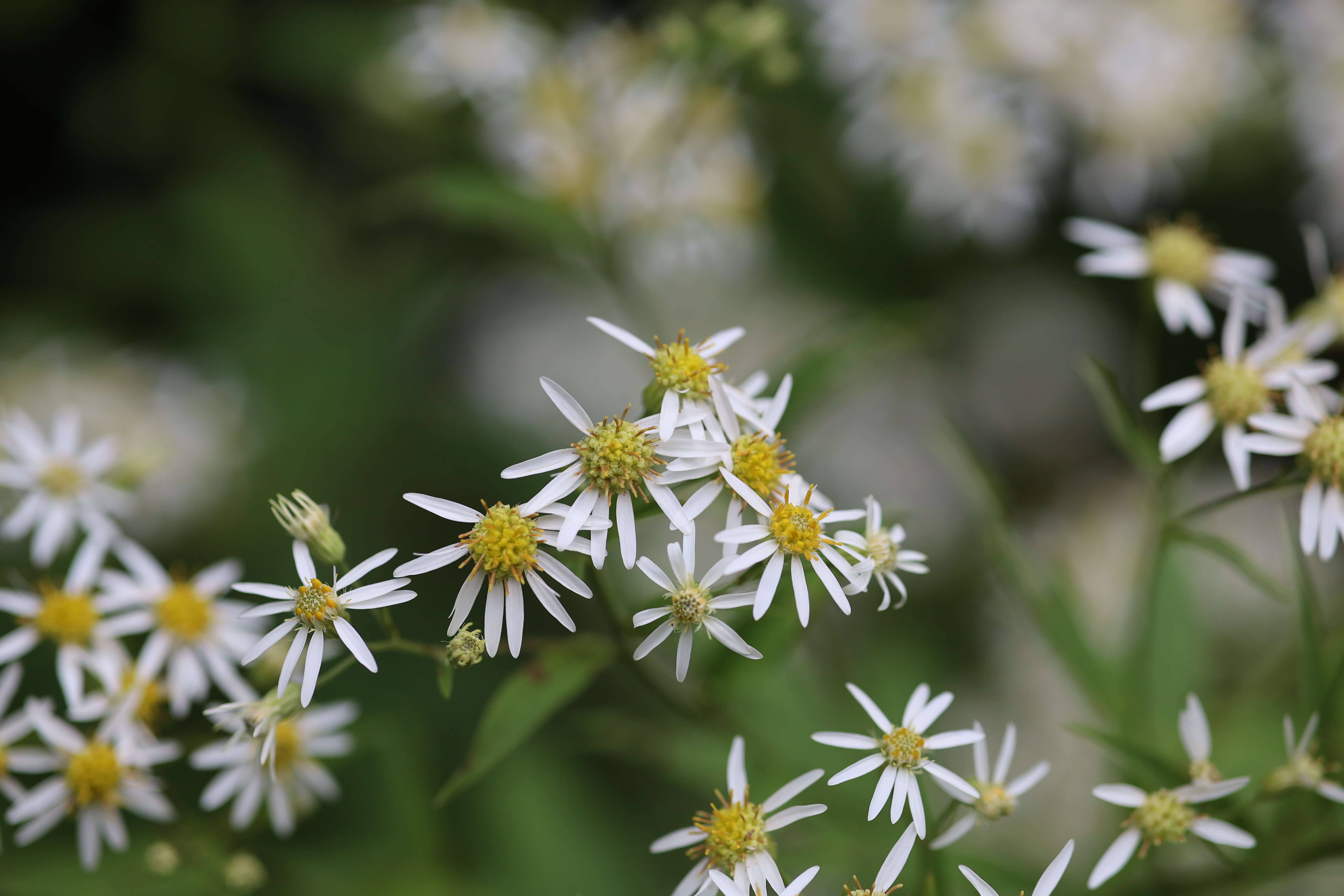 Imagem de Doellingeria umbellata (Mill.) Nees