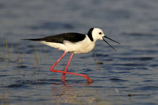 Image of Pied Stilt