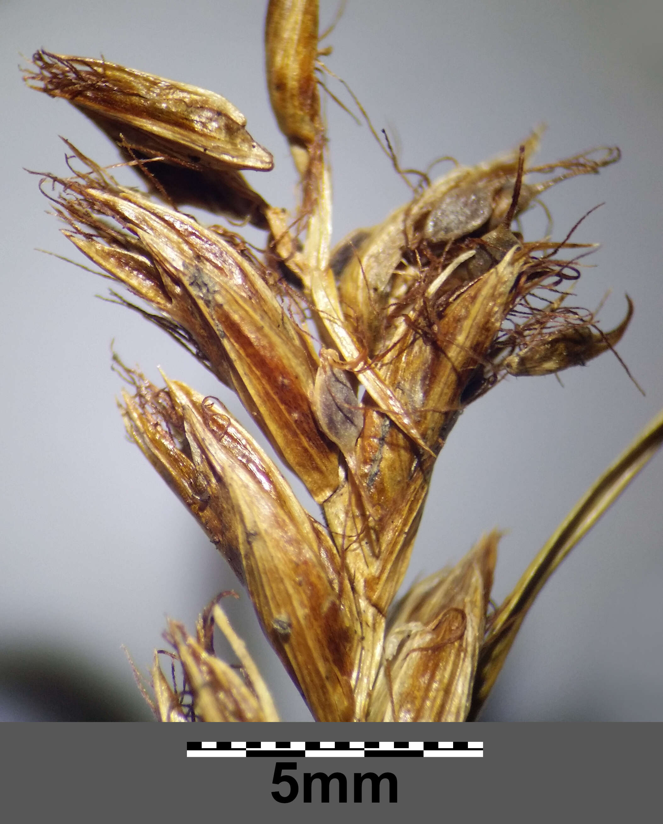 Image of Flat-sedge