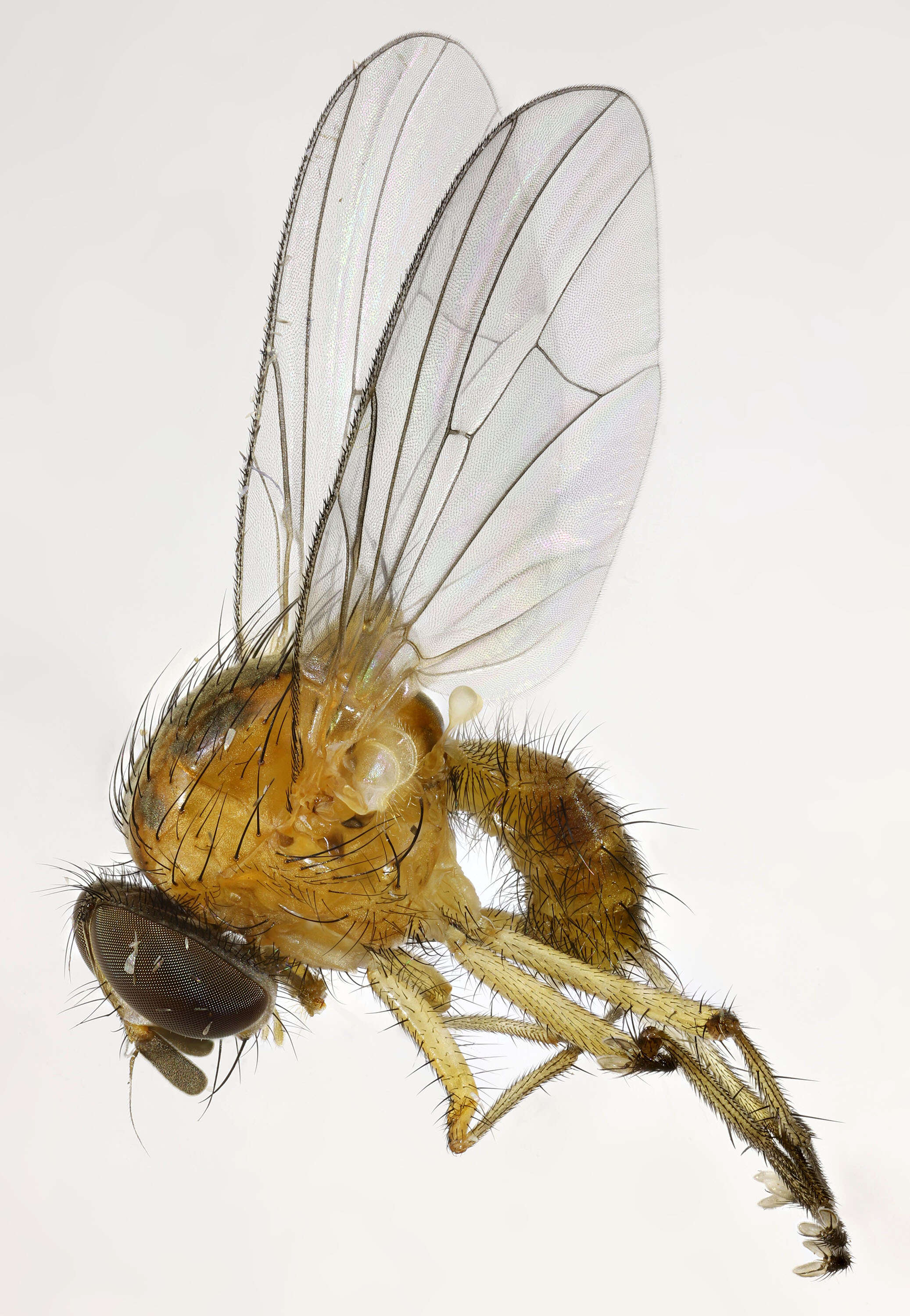 Image of root-maggot flies