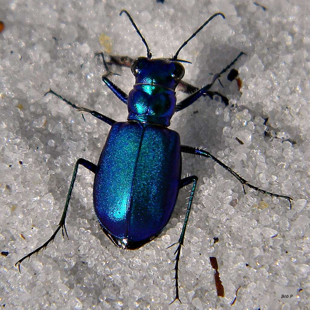 Image of Festive Tiger Beetle