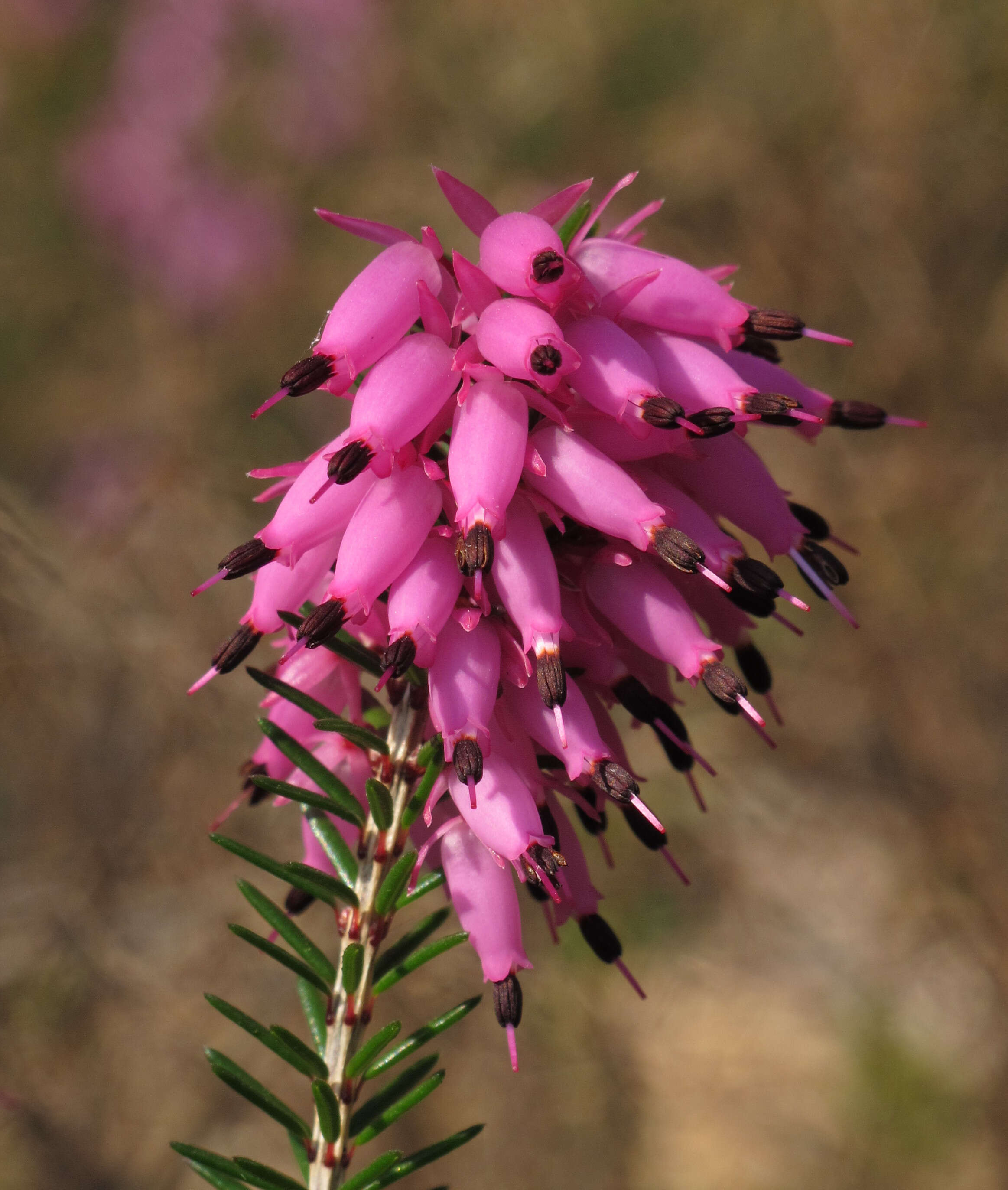 Imagem de Erica carnea L.