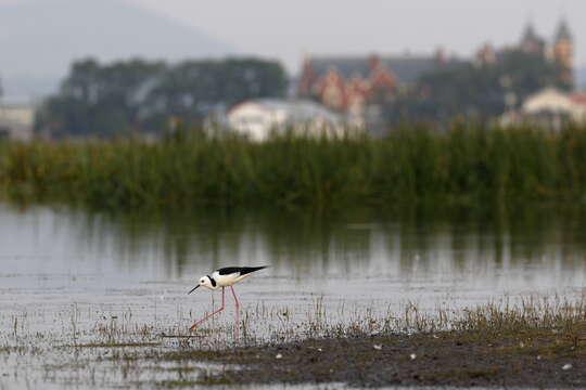 Image of Pied Stilt