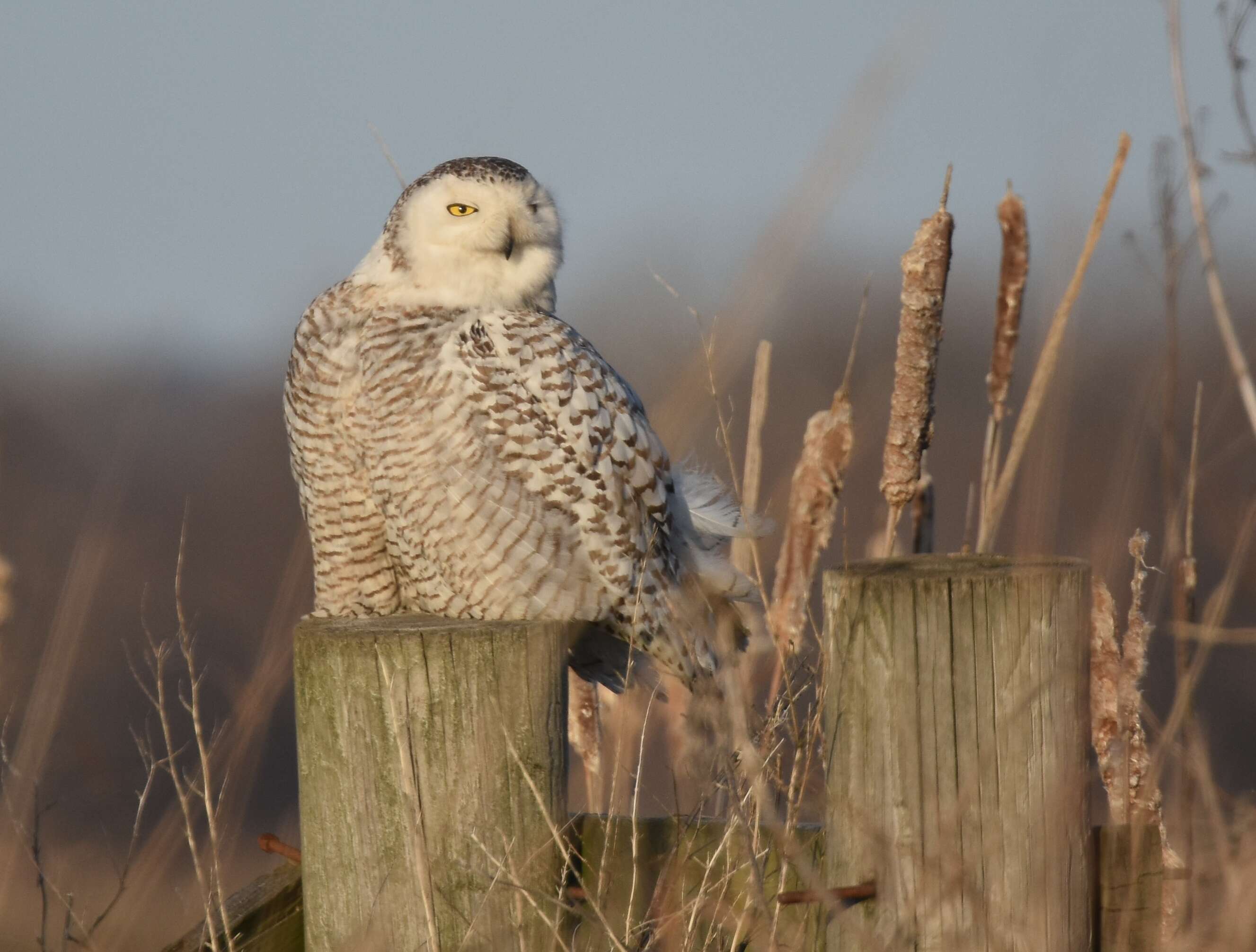 Image of Snowy Owl