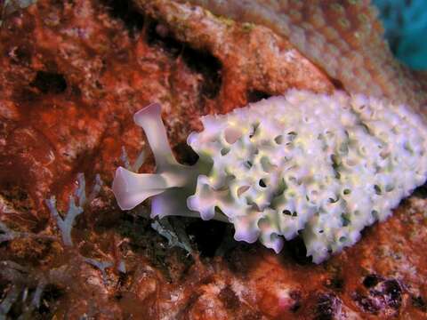 Image of lettuce sea slug