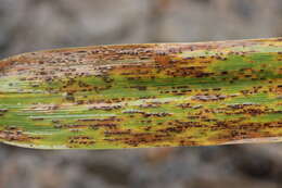 Imagem de Puccinia sessilis J. Schröt. 1870