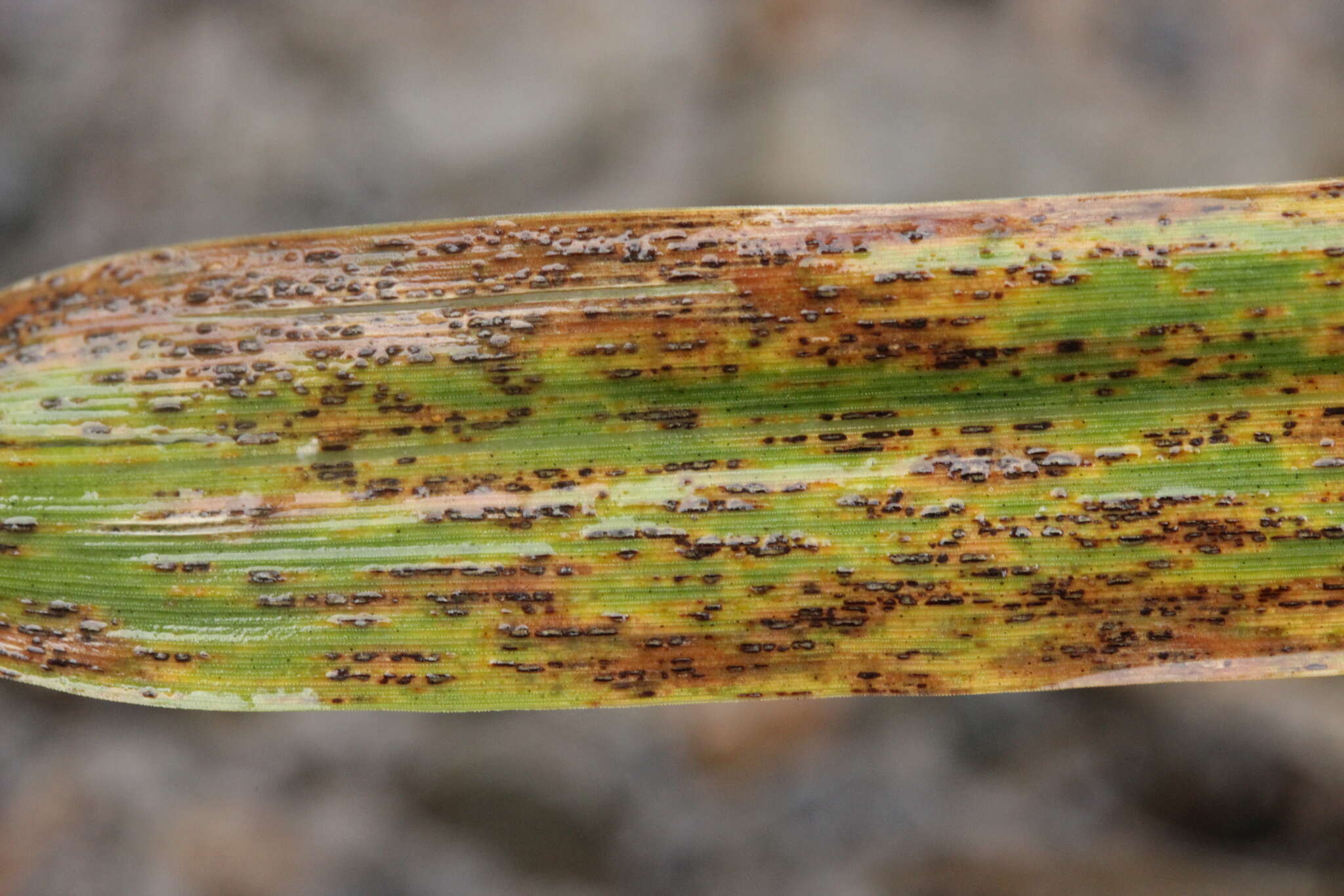 Image of Puccinia sessilis J. Schröt. 1870