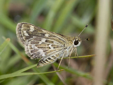 Image of Grey-veined Grass Dart