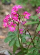 Image of Oxalis lasiandra Zucc.