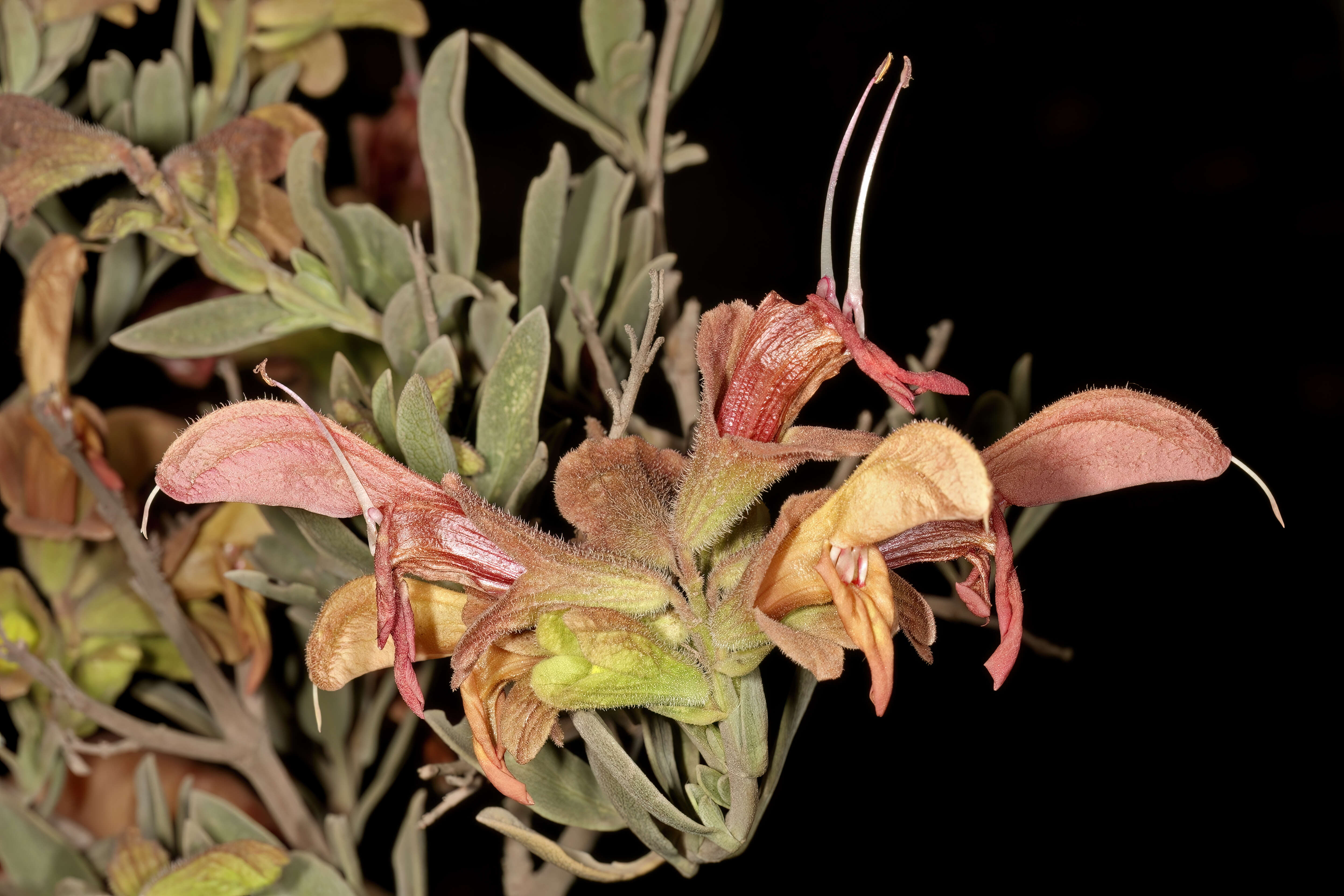 Image of Salvia lanceolata Lam.