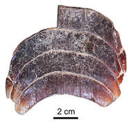 Слика од Aetomylaeus