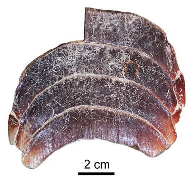 Слика од Aetomylaeus