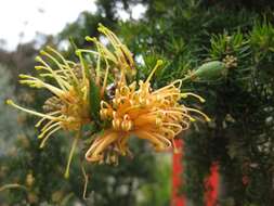 Image of Silky-oak