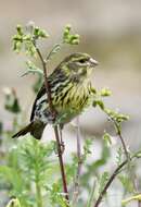 Image of serin, european serin