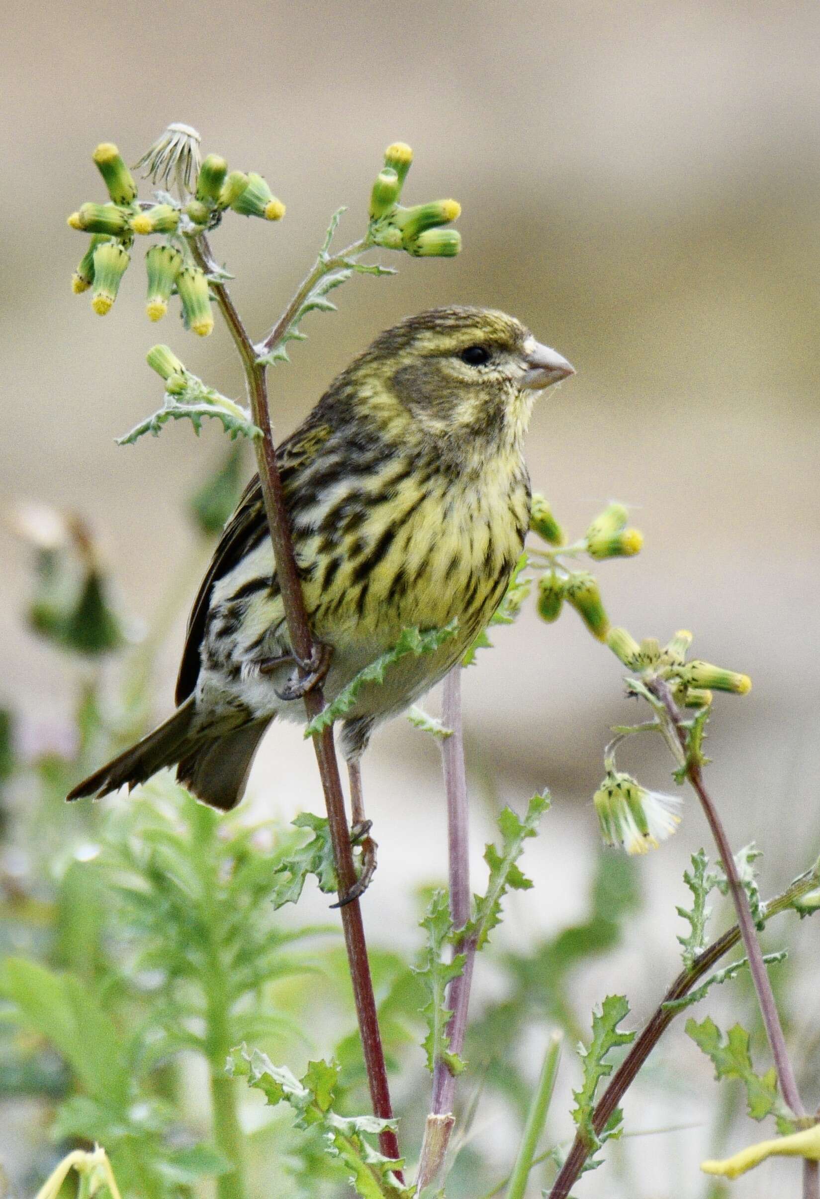 Image of serin, european serin