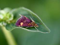 Image of Mint moth