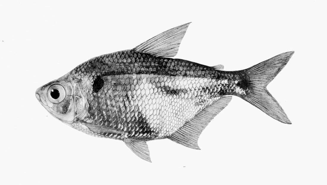Image of Astyanax atratoensis Eigenmann 1907