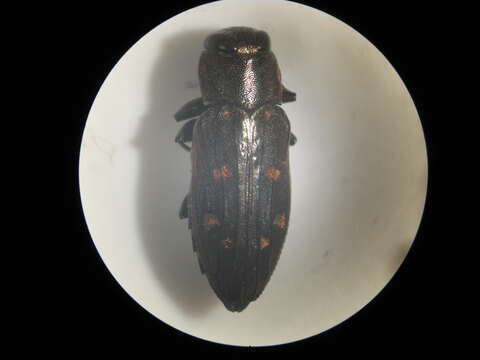 Image of Jewel beetle