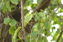 Слика од Celastrus paniculatus Willd.