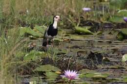 Image of Long-toed Lapwing