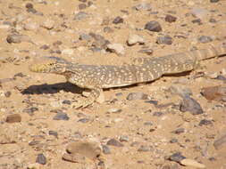 Image of Desert monitor