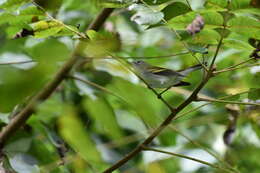 Image of Chestnut-sided Warbler