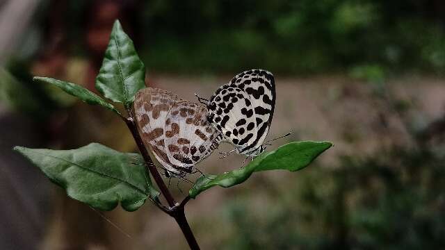 Image of Common Pierrot