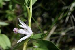 Image of snakemouth orchid